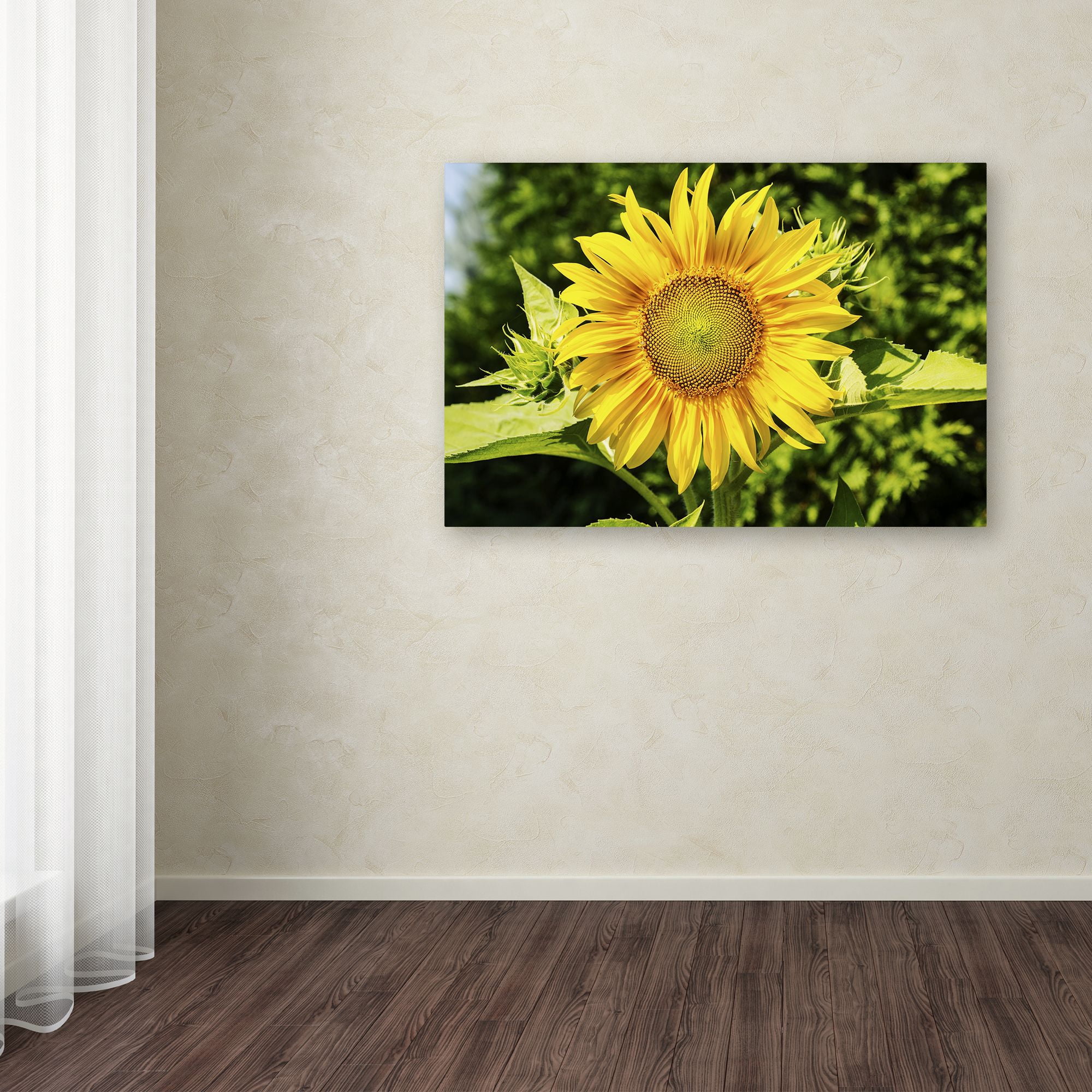 Trademark Fine Art "Just a Sunflower" Canvas Art by Kurt Shaffer