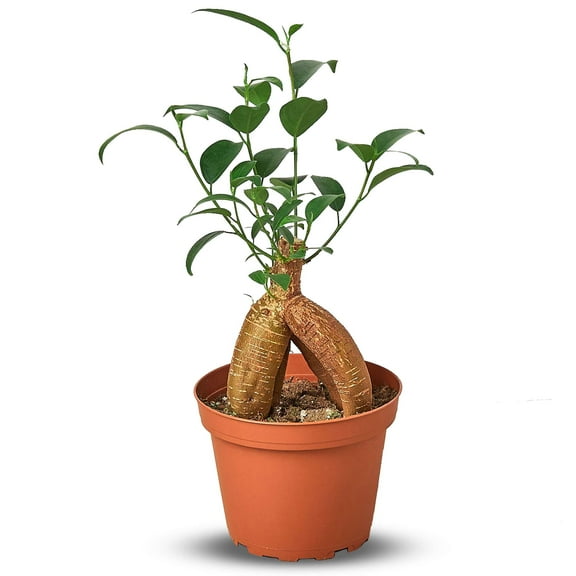Ficus 'Ginseng' Live Plant for Indoor | Different Houseplants in 4'' & 6'' Pot | Real House Plant for Living Room, Office, Desk & Bathroom | Pot-bellied Ficus