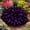 D, variant on `Hosta Flower Bulbs, Easy‑Grow Low Maintenance Perennial, Suitable for Garden Beds, Borders, Pots and Planters`