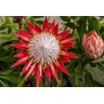 thumbnail image 5 of 5 Giant KING PROTEA Cynaroides Sugarbush Rare 12" Flower Seeds, 5 of 11