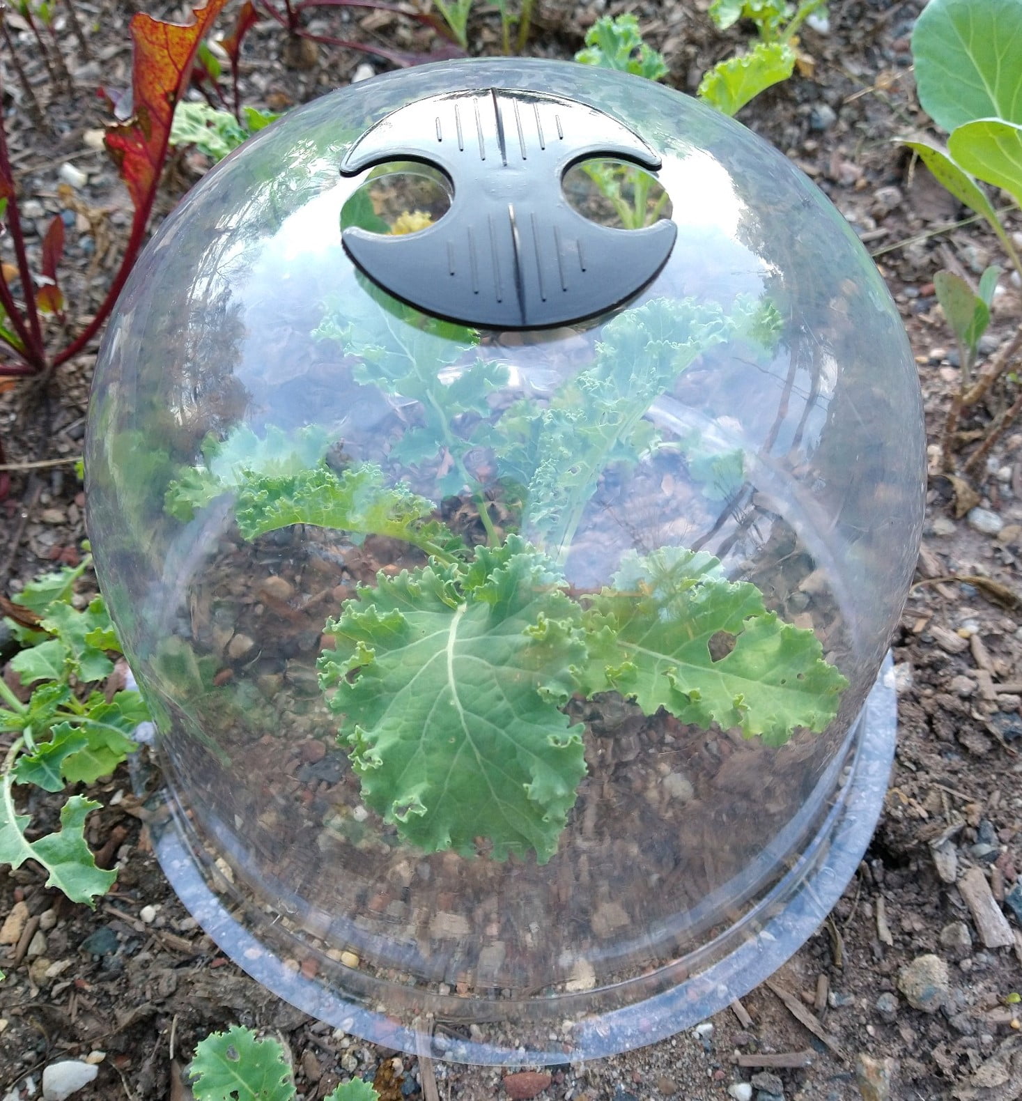 50-Piece GrowAway Mini Greenhouses