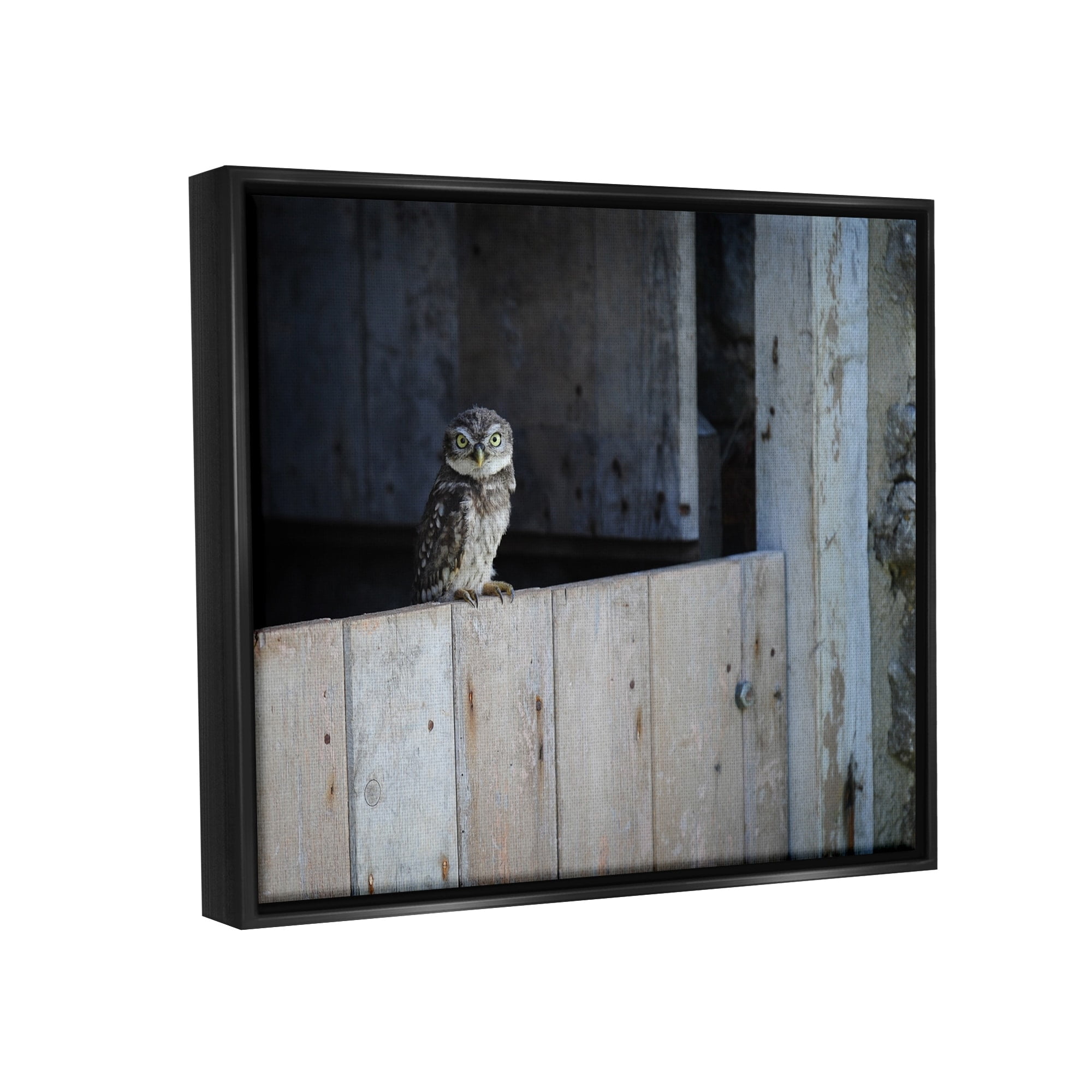 Stupell Industries Perched Owl Rural Barn Ledge Wildlife Photography Photograph Luster Gray Floating Framed Canvas Print Wall Art, Design by James Dobson