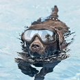 thumbnail image 5 of Gafas de sol impermeables para perros grandes y medianos CHAO, 5 of 5