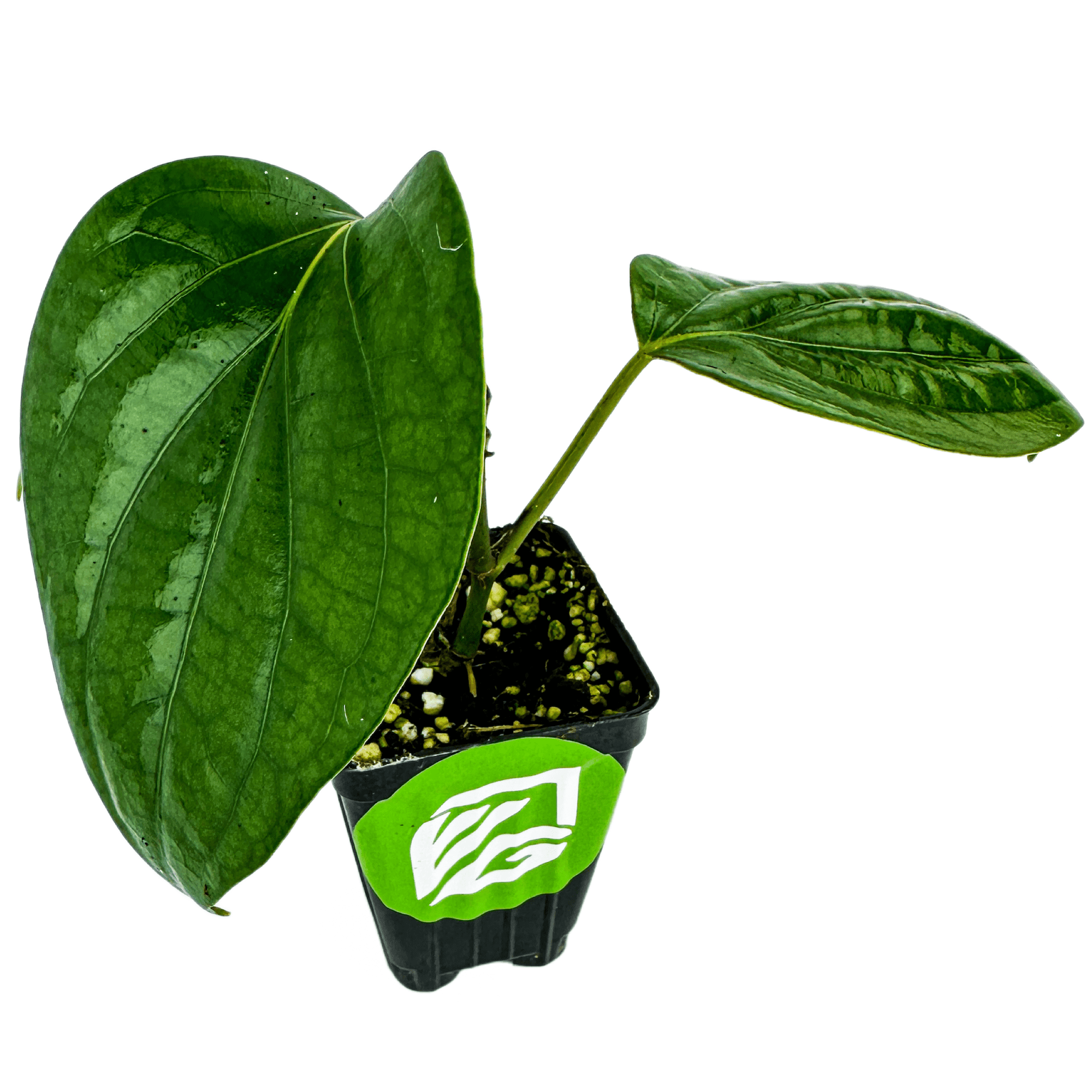 Black Pepper Live Plant Piper nigrum Wellspring Gardens Starter