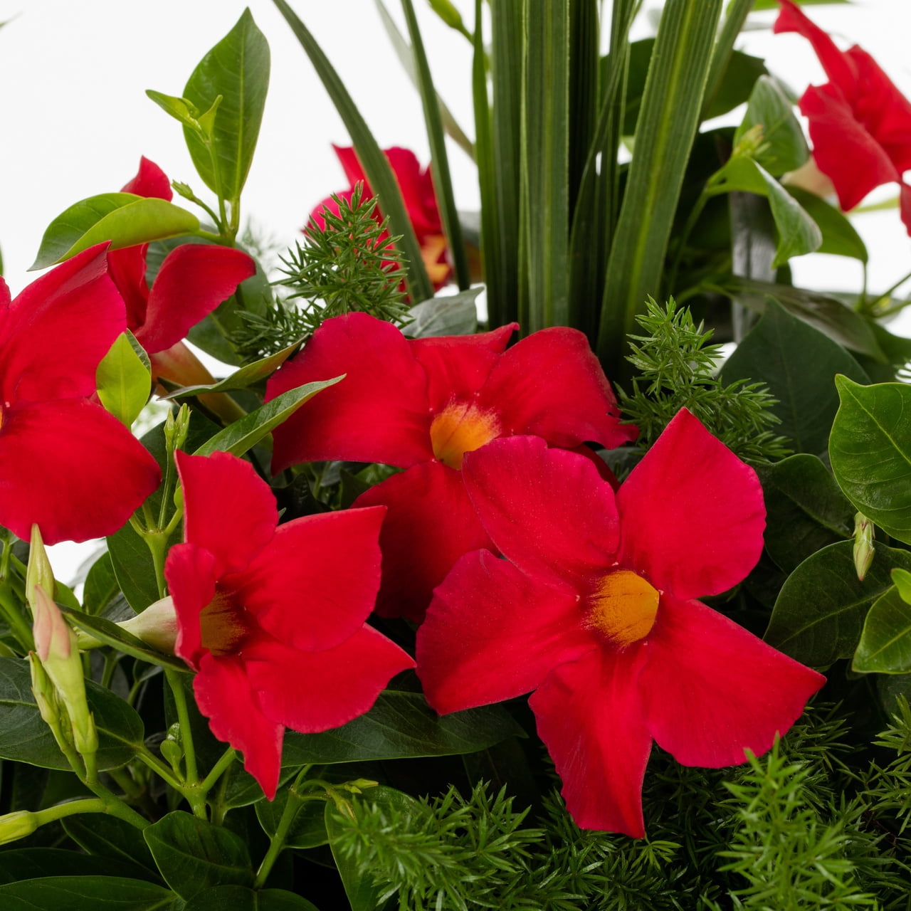 Island Blooms 1.5G Red/Green Multicolor Tropical Combo Live Plants with Grower Pot