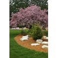 thumbnail image 6 of Simple Garden Cypress Mulch Gold Blend, 2 Cubic Foot., 6 of 8
