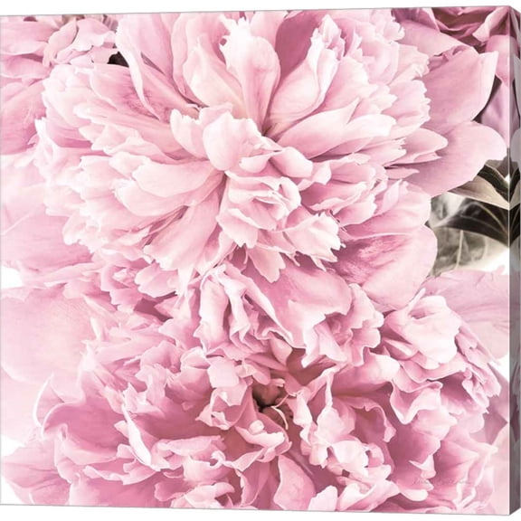 Great Art Now Pale Pink Peony Cluster by Elise Catterall, Canvas Wall Art, 24W x 24H