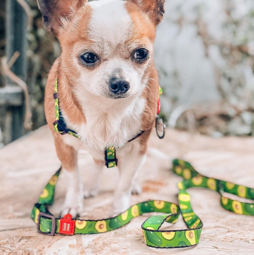 WAUDOG Nylon Leash with Unique Design | Strong & Special Design Leash for Cute Small, Medium Large Dog | Heavy Duty Dog Leashes for Large Breed Dog & Puppy Leash for Small Boy & Girl Dogs - Red Plaid