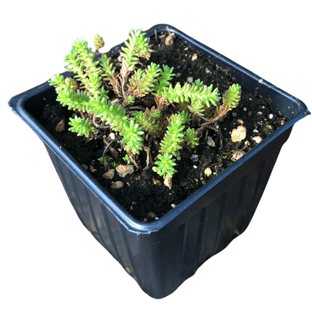 Tasteless Stonecrop (Sedum sexangulare) Organic Plant in 2.5-inch Pot by Smoke Camp Crafts - Watch Chain Stonecrop, Six Row Stonecrop
