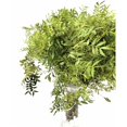 thumbnail image 4 of Lentisco Flor Natural Ramo de 50 tallos Verde 60cm de alto, 4 of 5