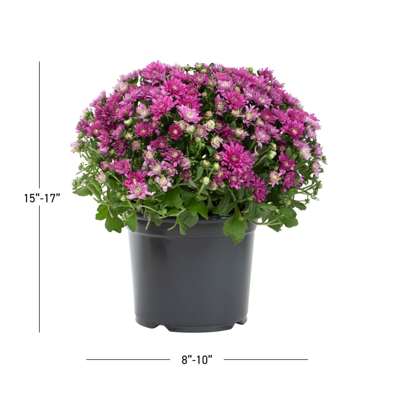 Expert Gardener Purple Garden Mum Live Plant, 3 qt Grower Pot, 2-Pack