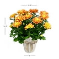 thumbnail image 3 of Expert Gardener 6IN Pelee Fall Mum Live Plant in Burlap Pot Cover, 3 of 3