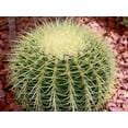 thumbnail image 3 of Golden Barrel Cactus - Live Plant in a 10 Inch Pot - Echinocactus Grusonii - Beautiful and Unique Cactus Succulent, 3 of 5