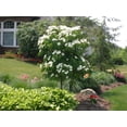thumbnail image 4 of 5 Flowering WHITE KOUSA DOGWOOD Cornus Kousa Tree Seeds, 4 of 5