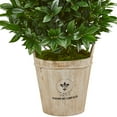 thumbnail image 3 of Nearly Natural 39-In. Bay Leaf Cone Topiary Artificial Tree in Farmhouse Planter, 3 of 3