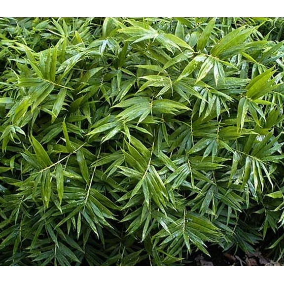 25 Dwarf Fernleaf Bamboo Seeds – Compact Ornamental Bamboo for Containers & Small Gardens – Privacy & Accent Plant