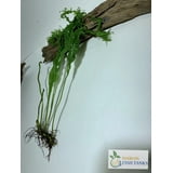 Underwater Aquatic Freshwater Java Fern Windelov Live Aquarium Plants ...