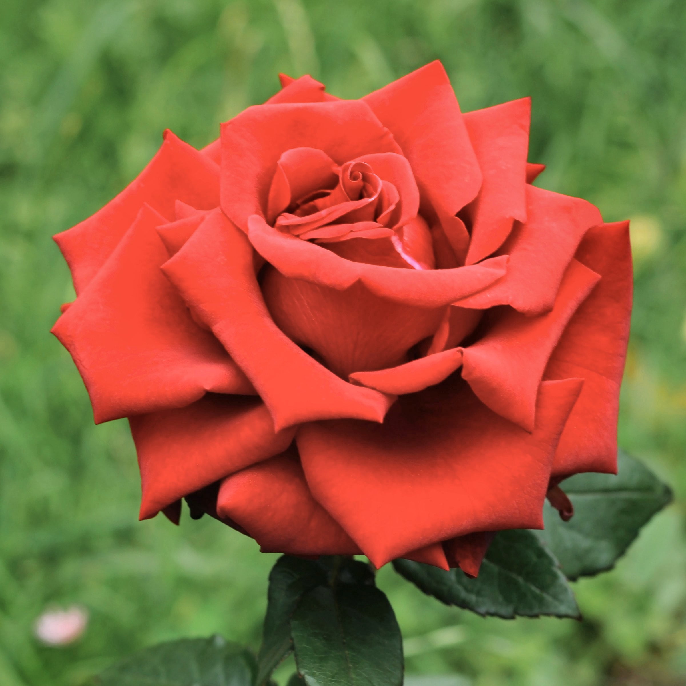 National Plant Network Bare Root Fragrant Cloud Rose