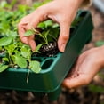 thumbnail image 3 of Vego Garden 10" x 20" 76 Cells Seed Starter Tray Stackable Seedling Starting Germination Trays for Plants Planting Vegetables Herbs Flowers 4 Set, 3 of 8