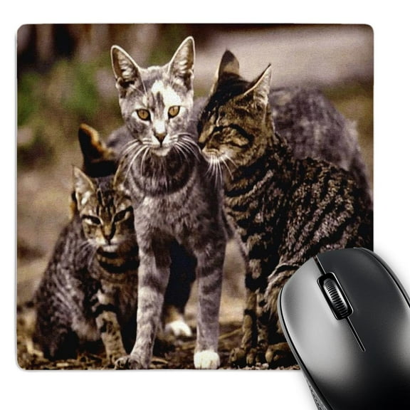 3dRose, Group Of Tabby Cats, MousePad