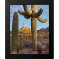 thumbnail image 2 of Fitzharris, Tim 12x14 Black Modern Framed Museum Art Print Titled - Tucson Mountains-Saguaro National Park-Arizona, 2 of 5