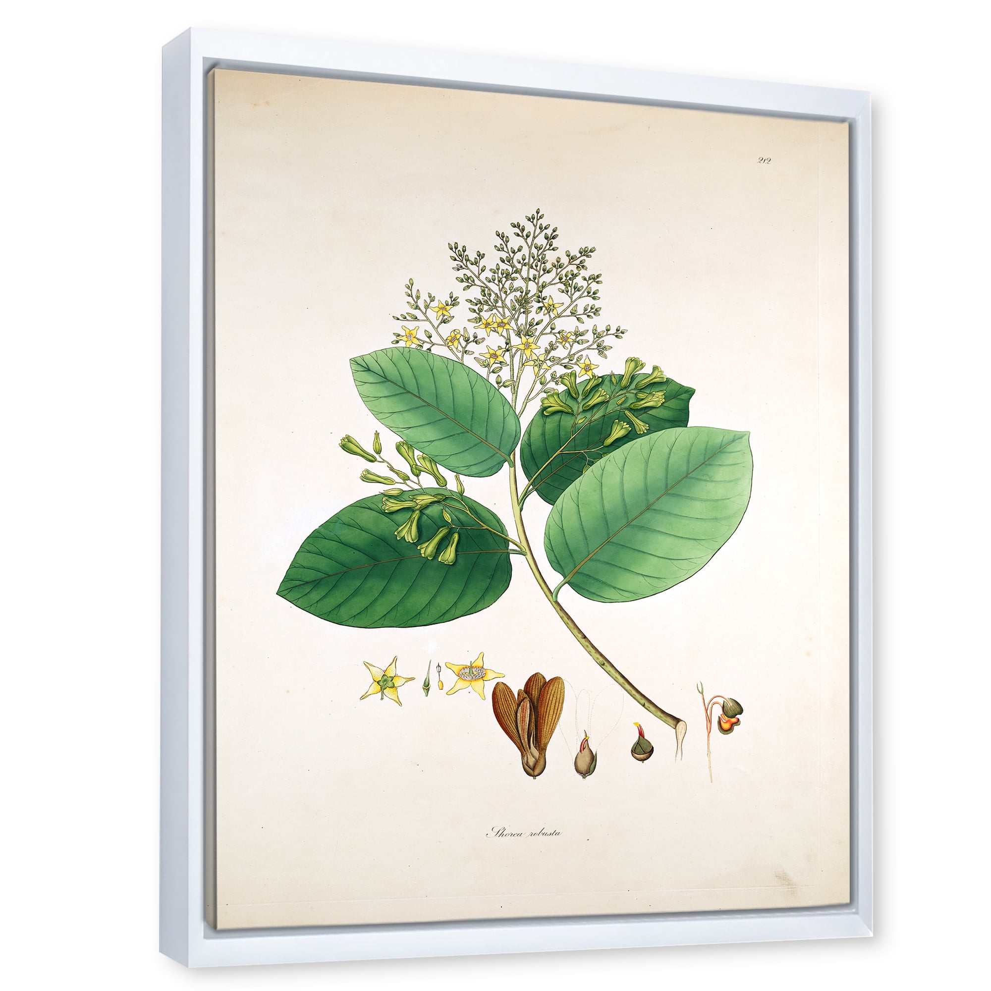 Ancient Botanicals III 12 in x 20 in Framed Painting Canvas Art Print, by Designart