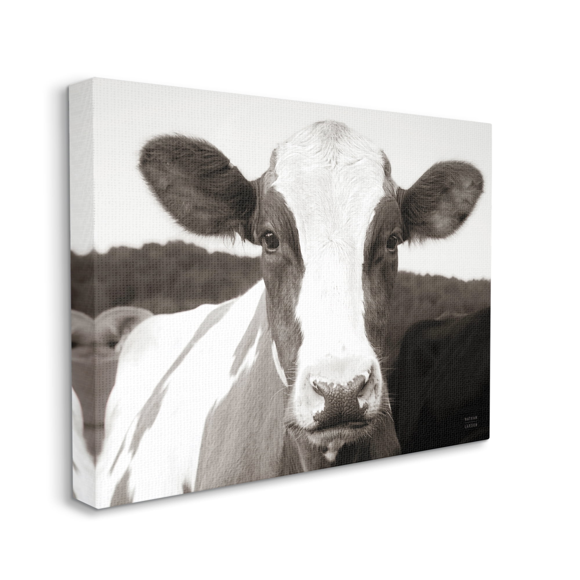 Stupell Industries Cow Portrait Farm Landscape Animals & Insects Photography Gallery Wrapped Canvas Print Wall Art, 20 x 16