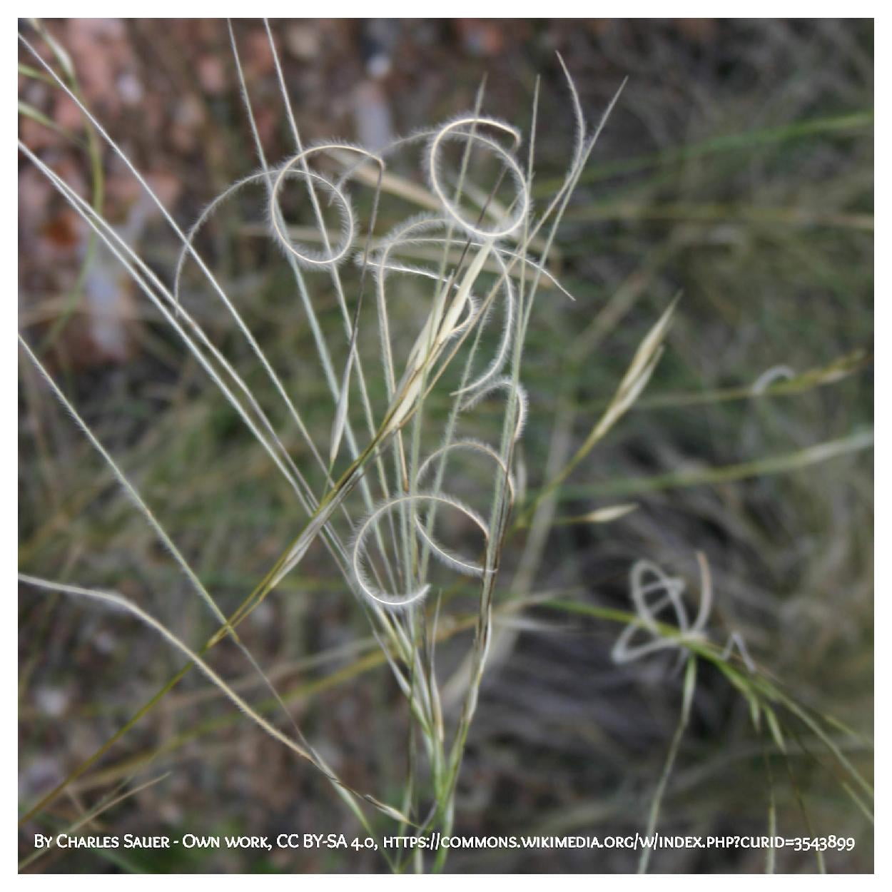 Everwilde Farms - 1/4 lb Needle And Thread Grass Native Grass Seeds - Gold Vault Bulk Seed Packet