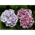 thumbnail image 3 of Hydrangea-Cityline-Mars - QT Pot (Shrub), 3 of 8