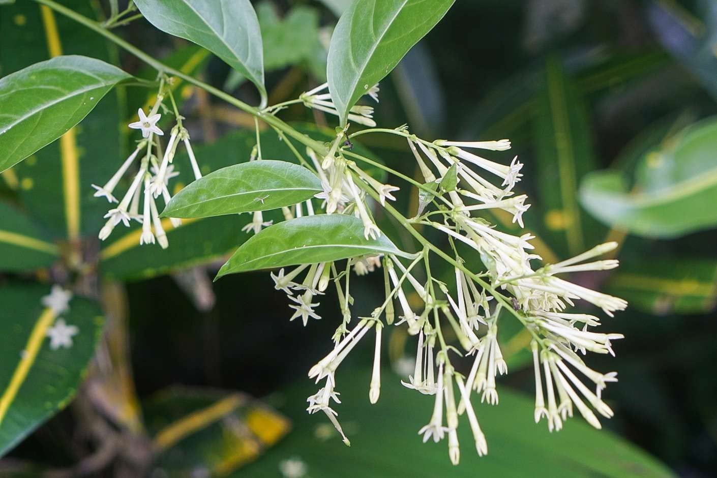 Night Blooming Jasmine I 3 Live Plants I Cestrum Nocturnum  Fragrant White Flowers for Evening Garden Bliss, Perfect for Container Gardening, Easy to Grow