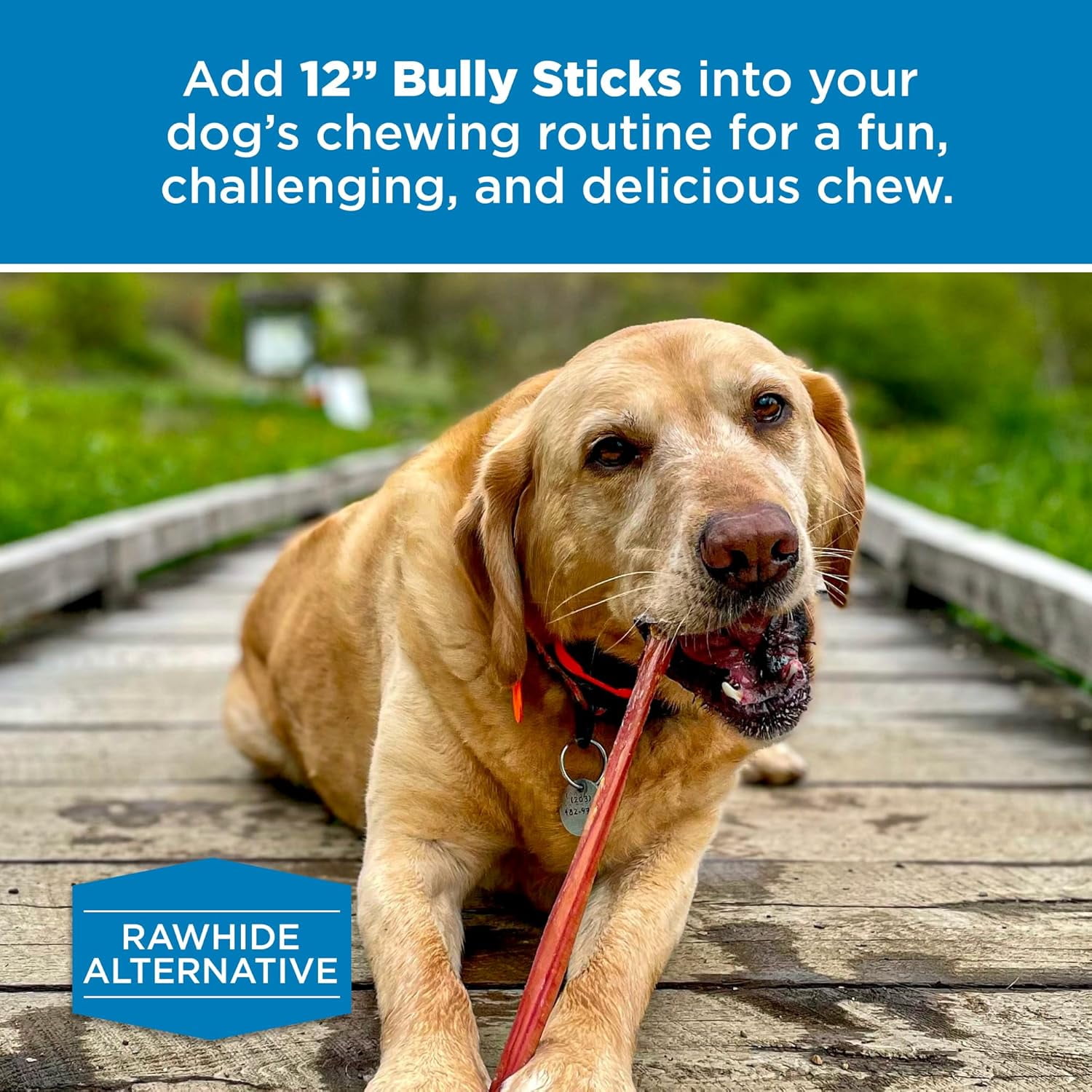 Best Bully Sticks 12 Inch Bully Sticks - 8 oz (Pack of 1) - 100% Natural Grass-Fed, Grain and Rawhide Free, Perfect for Medium or Large Canines