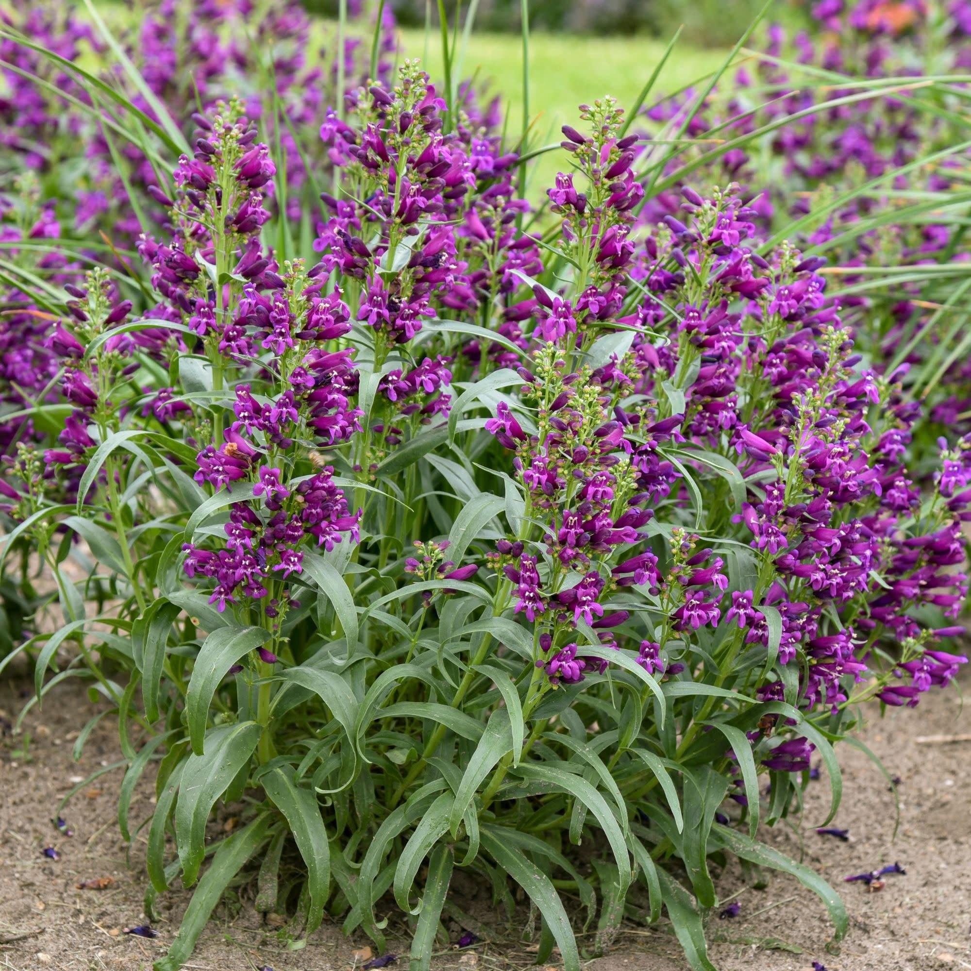 Proven Winners 6" Purple Bejeweled 'Dark Amethyst' Bearded Penstemon Live Plant in 6.5" Pot
