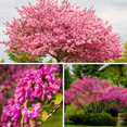 thumbnail image 3 of Set 5 Eastern Redbud Tree, 6-12 Inches Tall, Dormant Eastern Red Bud Plant for Gardening, 3 of 5