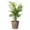 Coffee, variant on Live Pet Safe Parlor Palm Plant, Neantha Bella Palm, Easy Care 4 inch Diameter Live Plant Grown in USA