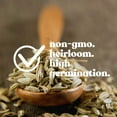 thumbnail image 3 of Cumin Seeds - 1 Gram ~300 Seeds - Cuminum cyminum - Culinary Herb Gardening Seeds - Non-GMO, Heirloom, Open Pollinated, Annual, 3 of 7