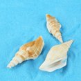 thumbnail image 3 of BeesClover 500G Natural Sea Conch Handicrafts Various Styles for Aquarium Fish Tank Turtle Tank Landscaping Decoration, 3 of 7