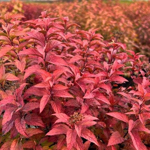 Goldflame Spirea - Spiraea japonica 'Goldflame'