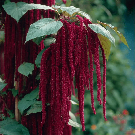 300 Seeds Love Lies Bleeding Seeds for Planting, Amaranthus Caudatus Seeds for Home Garden, Easy to Grow