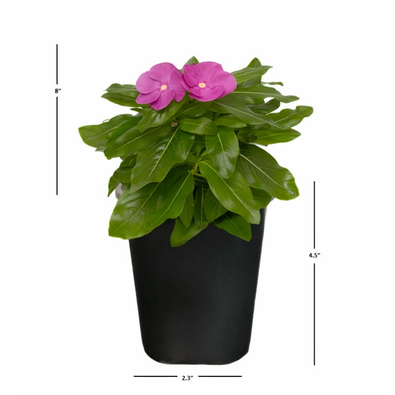 Amazon.com : Phoenix Vine 4 Inch Self Watering Plants Pot