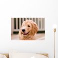 thumbnail image 1 of Labradoodle Puppy 10 Weeks Wall Mural by Wallmonkeys Peel and Stick Graphic (18 in W x 12 in H) WM84999, 1 of 4