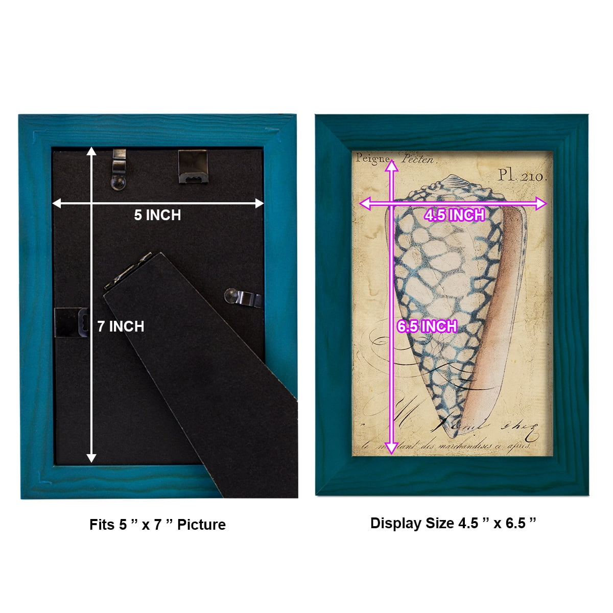 Seashell Ephemera IV - Framed Print w/glass - Ocean Blue
