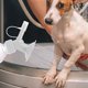 thumbnail image 4 of Moluckfu 6Ud Accesorio De Ducha Para Perros Y Con Materiales Resistentes Y Uso Eficiente, 4 of 8