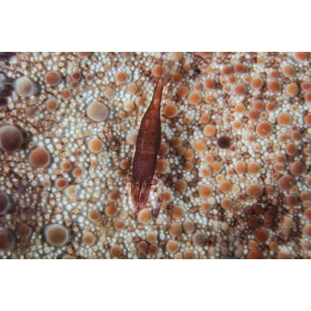 A tiny shrimp lives on a pin cushion sea star Canvas Art - Ethan DanielsStocktrek Images (34 x 23)