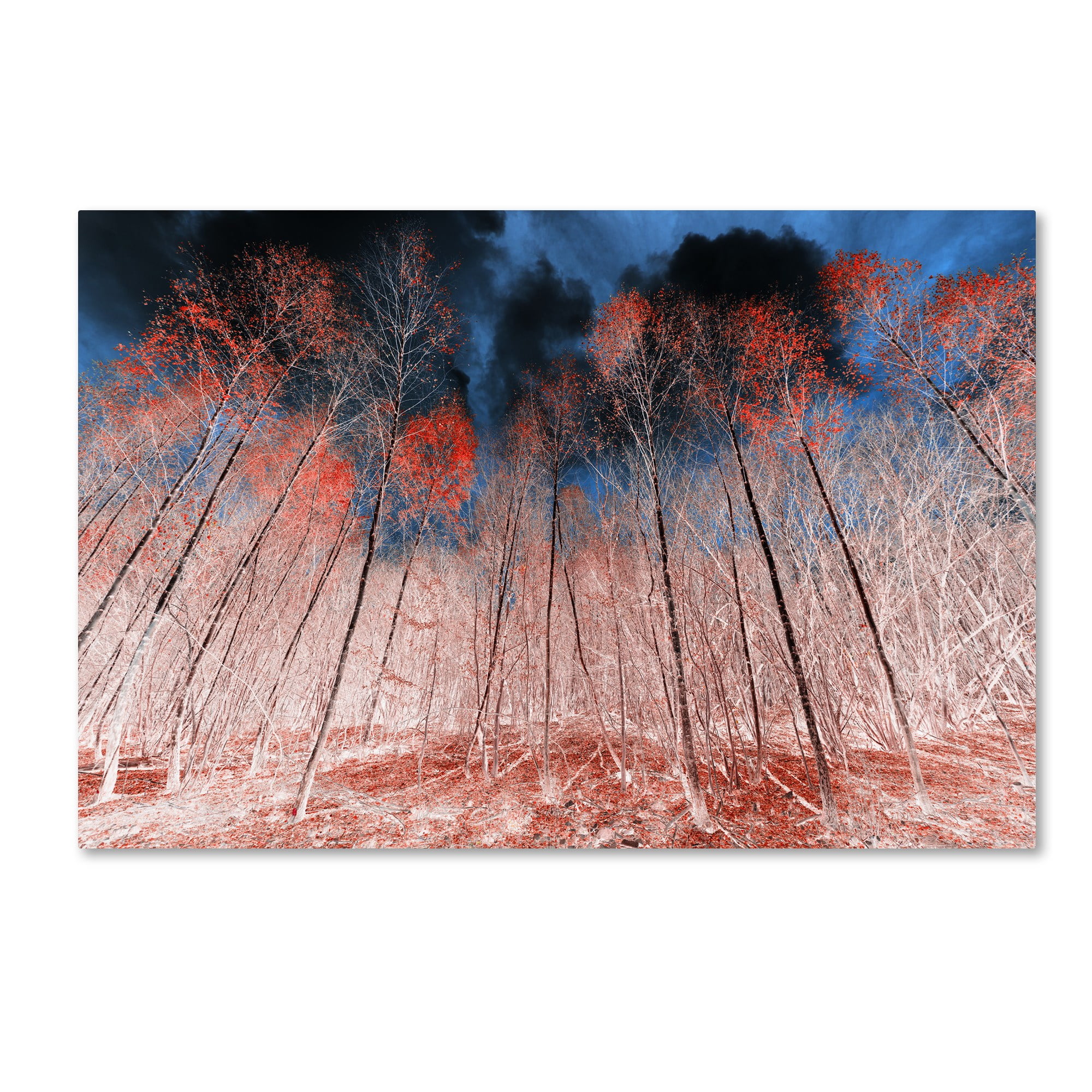 Trademark Fine Art "First Show" Canvas Art by Philippe Sainte-Laudy