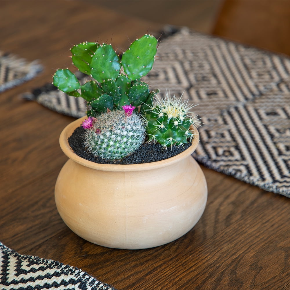 Element by Altman Plants Multicolor Cactus Plants 8-Pack - Live Plants - Full Sun - 2.5-Inch Pots
