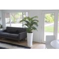 thumbnail image 5 of Artificial Faux Real Touch 5.67 Feet Palm Tree With Planter, 5 of 6