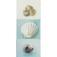thumbnail image 3 of du Ciel, Milieu 8x14 Black Modern Framed Museum Art Print Titled - Shell selection III, 3 of 5