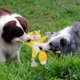 thumbnail image 3 of Stuffless Dog Toys for Puppy, Crinkle Squeaky Dog Chew Toys Squirrel Plush Dog Toy with Rope Knots for Small Dogs (Squirrel), 3 of 3