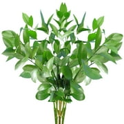 Israeli Ruscus 50 cm Fresh Cut Greenery 100 Stems Green Filler by