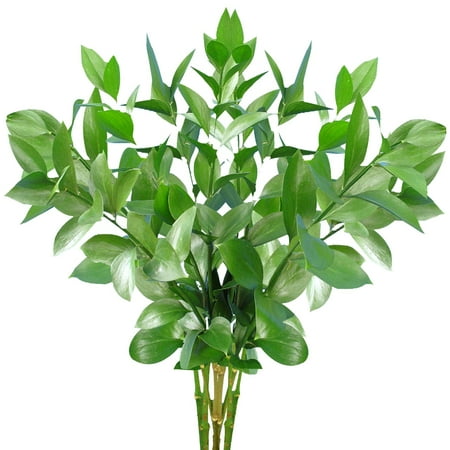 Natural Fresh Flowers and Greens - Israeli Ruscus , 100 Stems